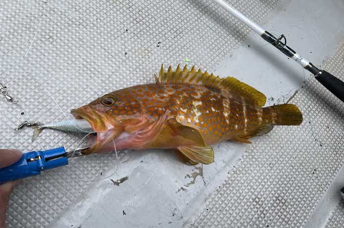 根魚