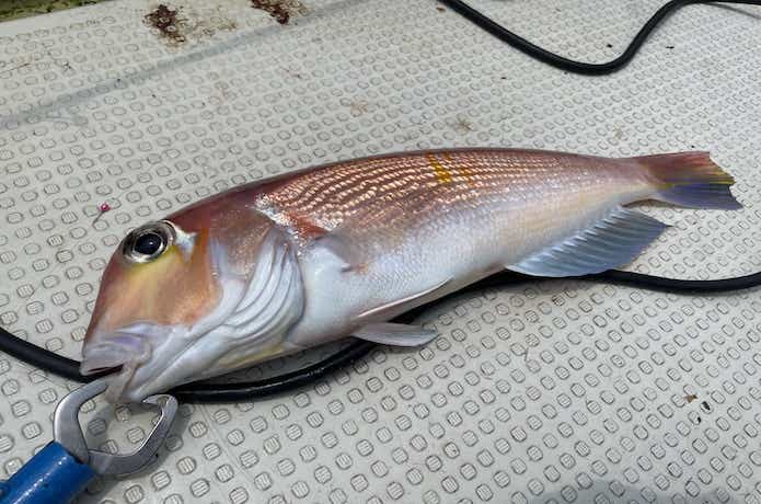 アマダイ釣りの仕掛け5パターンを一気に解説！エサでもルアーでも狙える魚です | 【TSURI HACK】日本最大級の釣りマガジン - 釣りハック