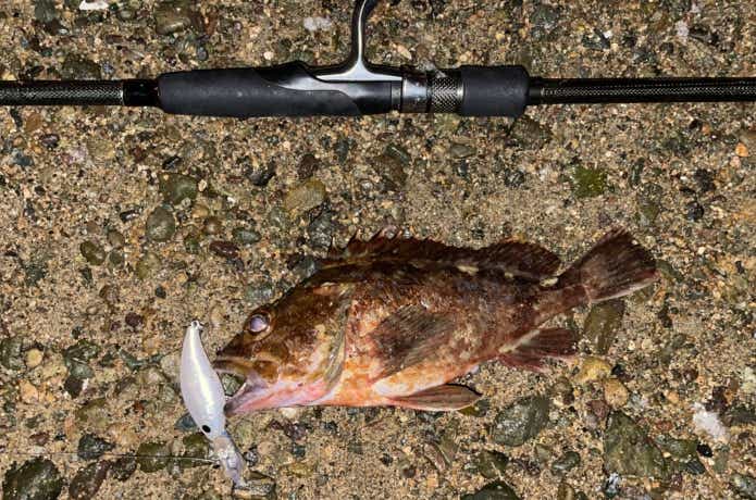 ソルトクランクで釣ったカサゴ