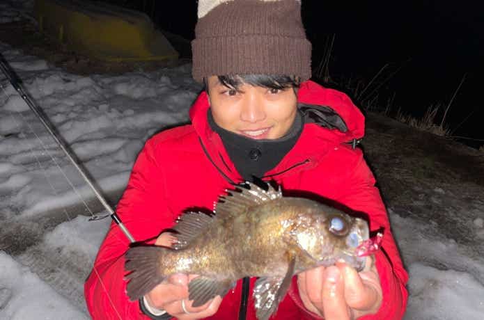 ビーグルで釣った良型メバル