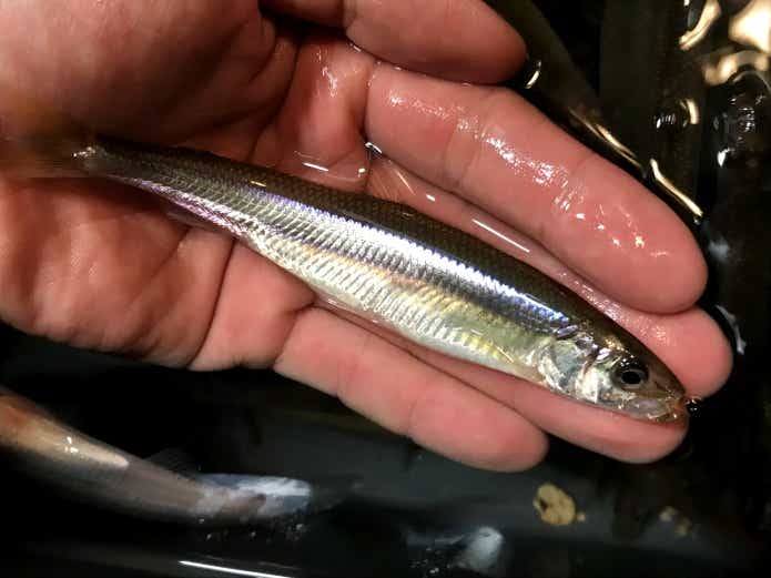 産卵期に釣りづらいワカサギ