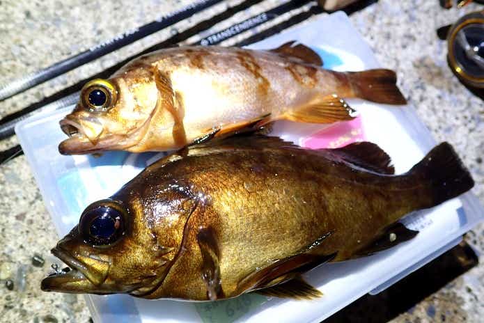 春に産卵期を迎えるメバル