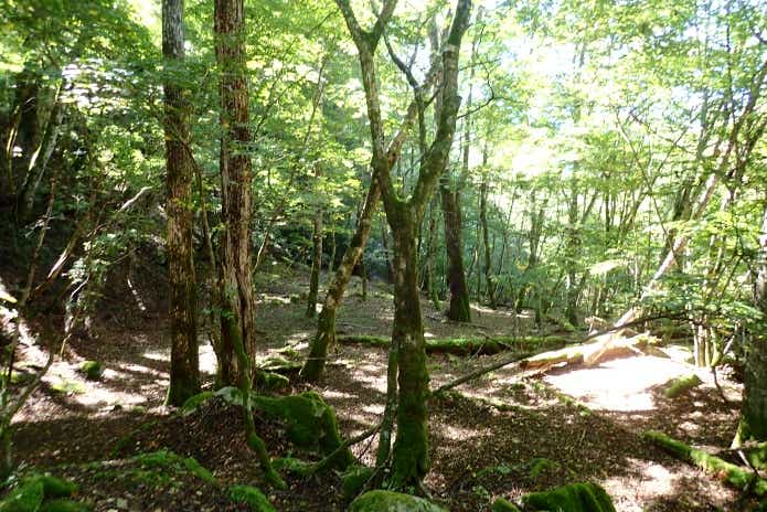 渓流釣りで山の中を歩く