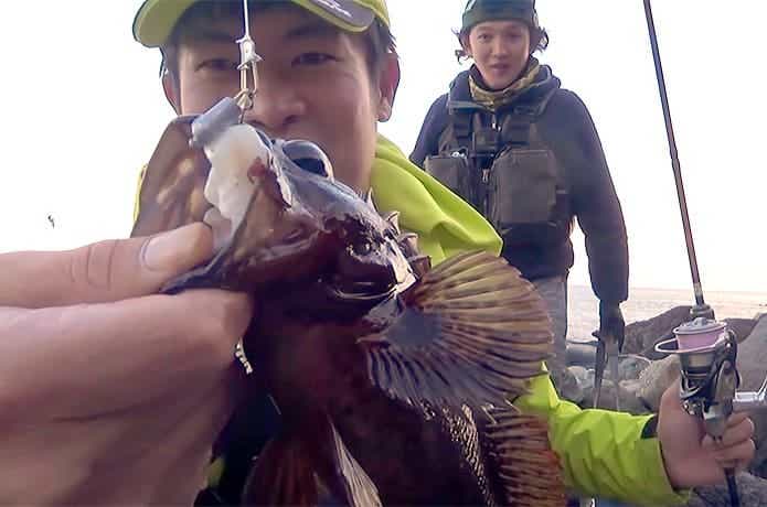 イカ餌の直リグで釣ったムラソイ