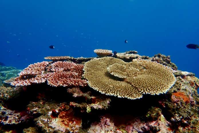 満月に産卵行動を起こすサンゴ