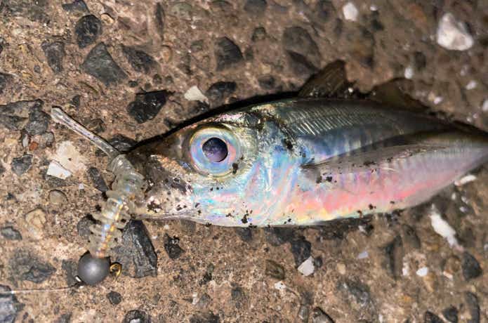 アジリンガーで釣ったアジ