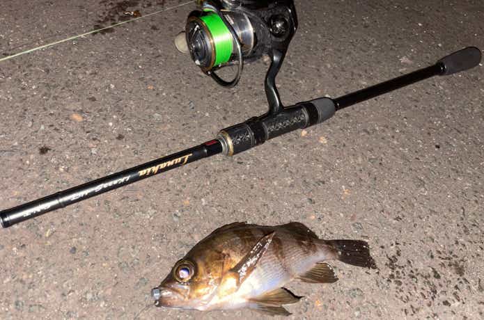 高比重PEラインで釣ったメバル