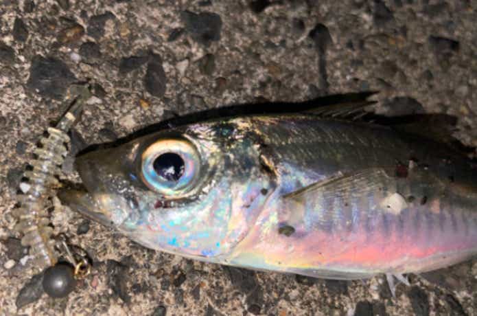 アジリンガーで釣った小アジ