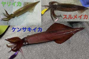 ケンサキイカとスルメイカとヤリイカ