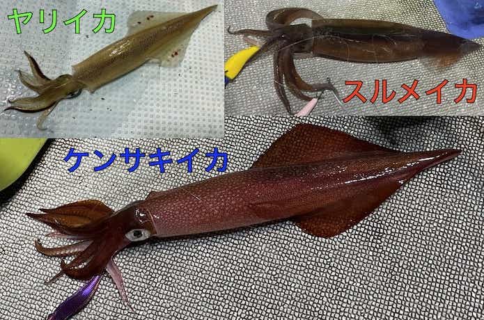 ケンサキイカとスルメイカとヤリイカ