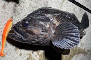 クロソイの釣果
