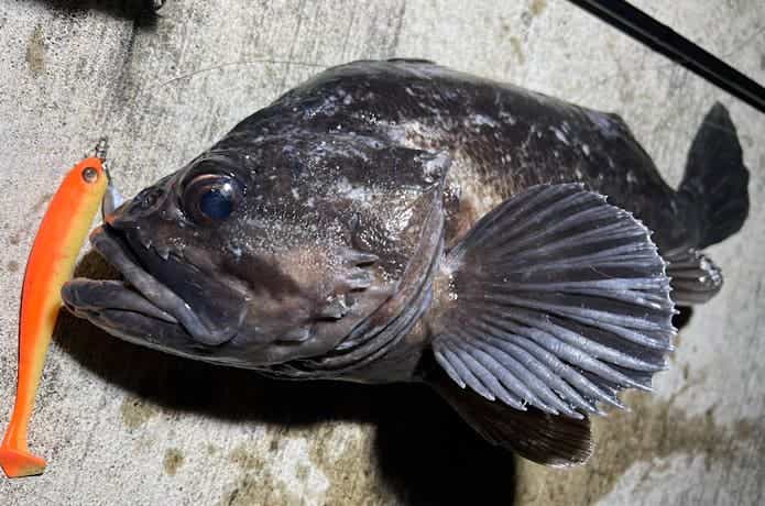 クロソイ釣りはデイとナイトで全然違う！釣り方のキモを解説します