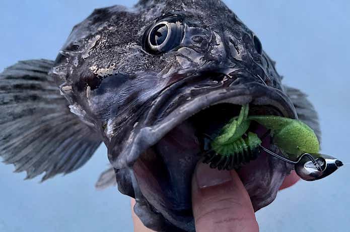 ワームで釣ったクロソイ
