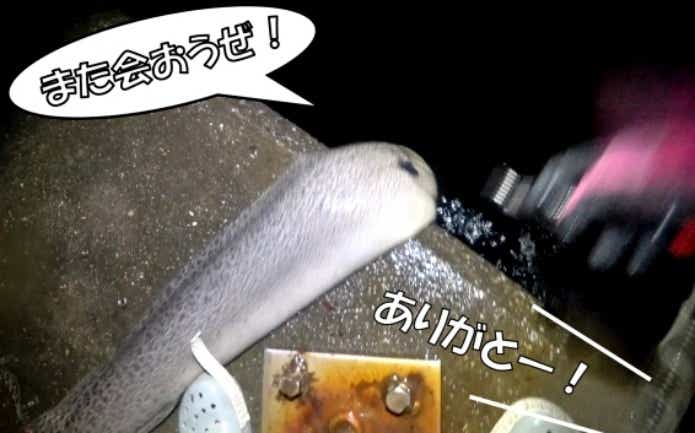 ドクウツボリリース