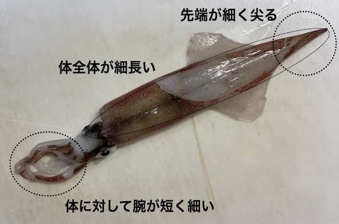 ヤリイカ