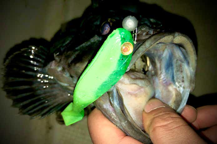 夜釣りで釣ったクロソイ