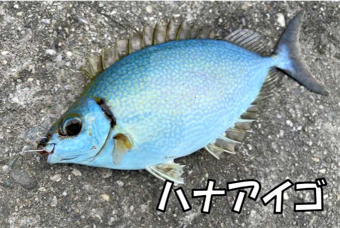ハナアイゴ