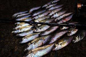 豆アジの釣果