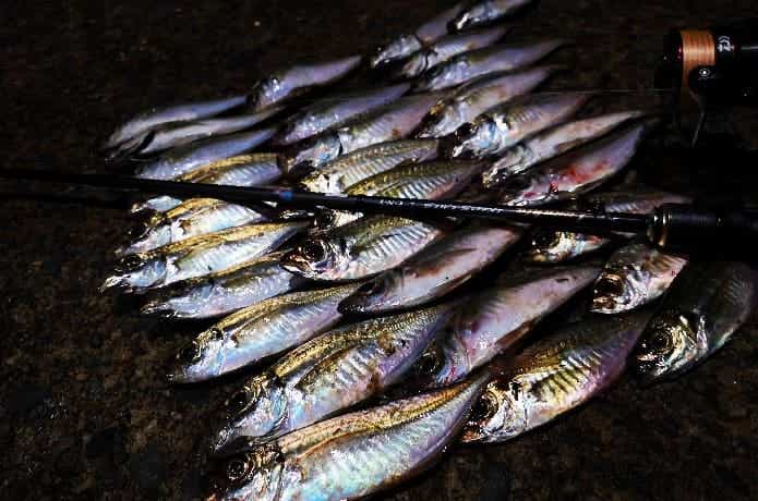 豆アジの釣果