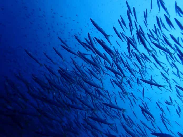 魚の産卵行動