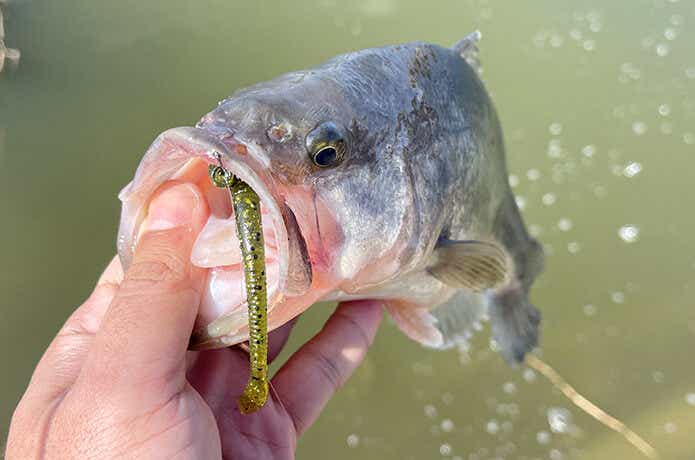 富士見池で釣れたワーム