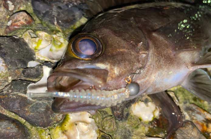 アジリンガーで釣ったメバル