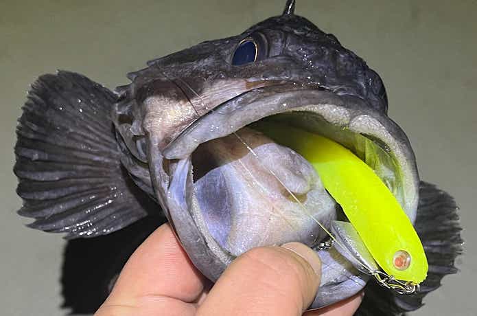 ルアーで釣ったクロソイ