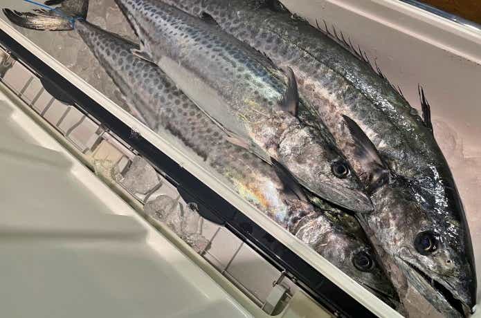 釣りたてのサワラ