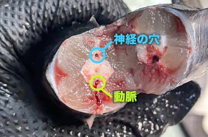 魚の神経穴と動脈の位置