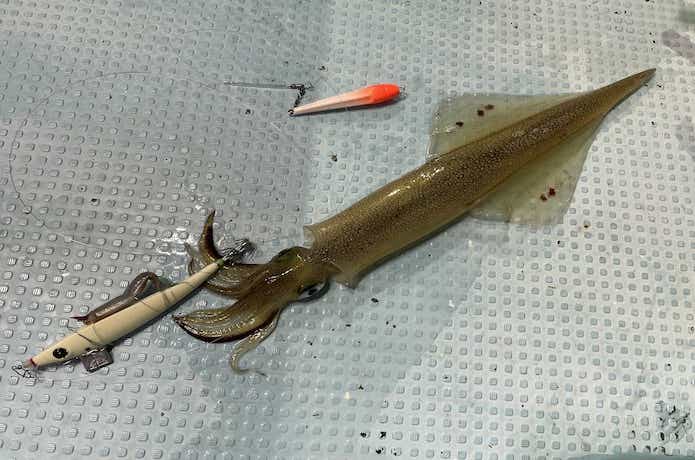 オモリグで釣ったヤリイカ