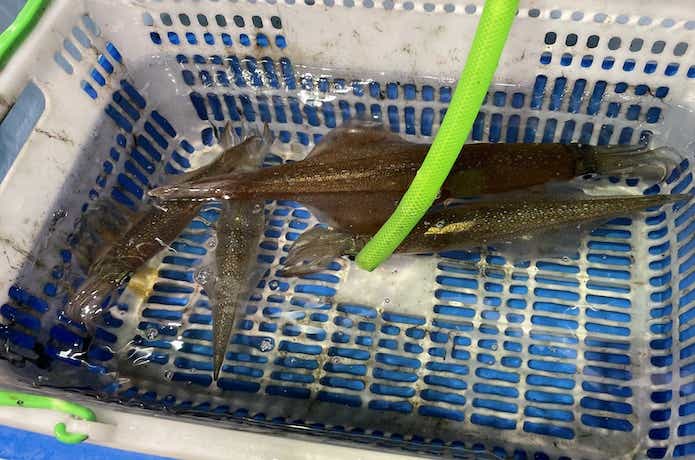 釣ったヤリイカ