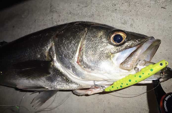 くるくるバチの釣果