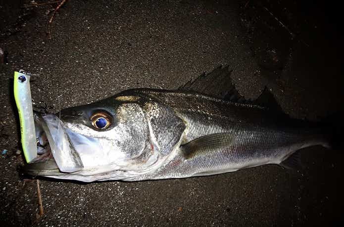 くるくるバチの釣果