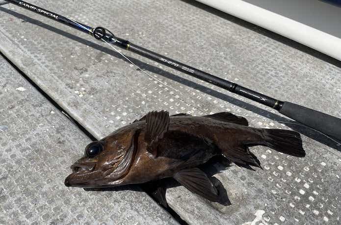 サビキで釣ったメバルと竿