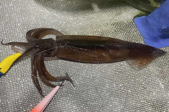 釣ったスルメイカ