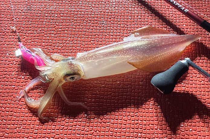 釣ったケンサキイカ