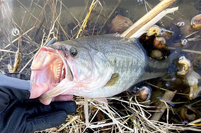 富士見池で釣れたワーム