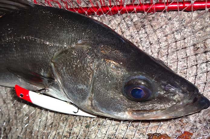 くるくるバチの釣果