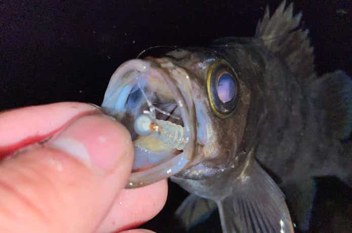アジリンガーに食いついたメバル