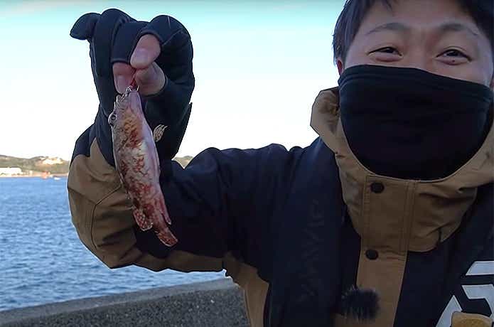カサゴ