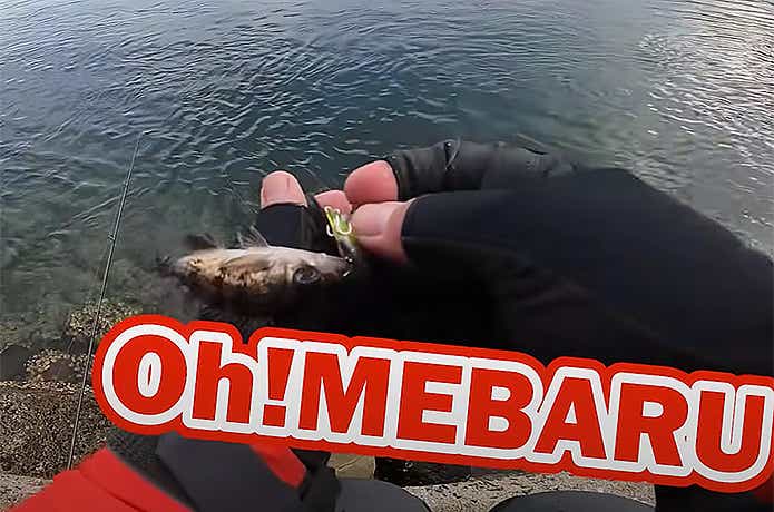 マイクロフォルマアディクトで釣れたメバル
