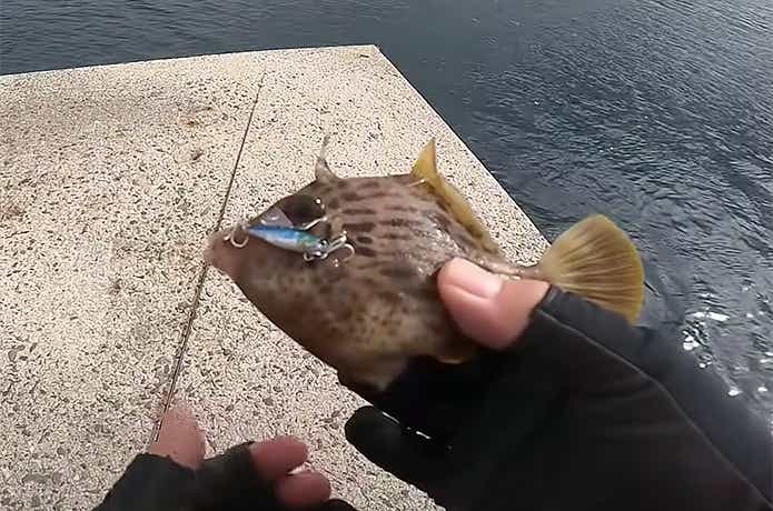 マイクロフォルマアディクトで釣れたカワハギ