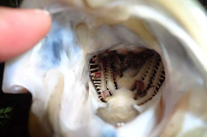 くるくるバチの釣果