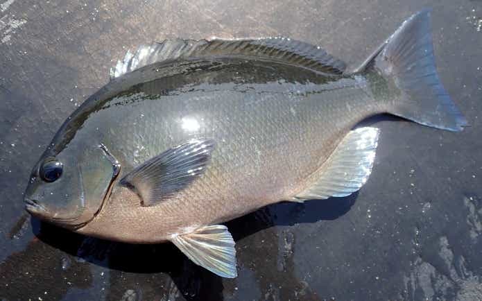 釣ったグレ