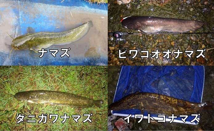 日本に生息するナマズは4種類