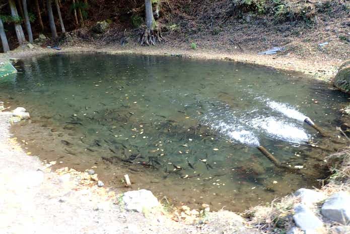 管理釣り場