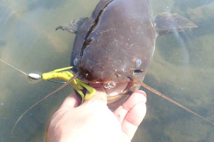 ワームで釣ったナマズ