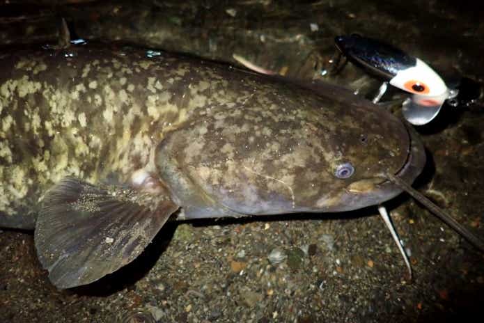 夜釣りで釣ったナマズ