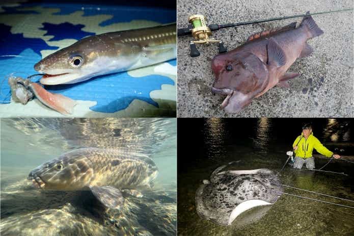 ブッコミ釣りで釣れるターゲット