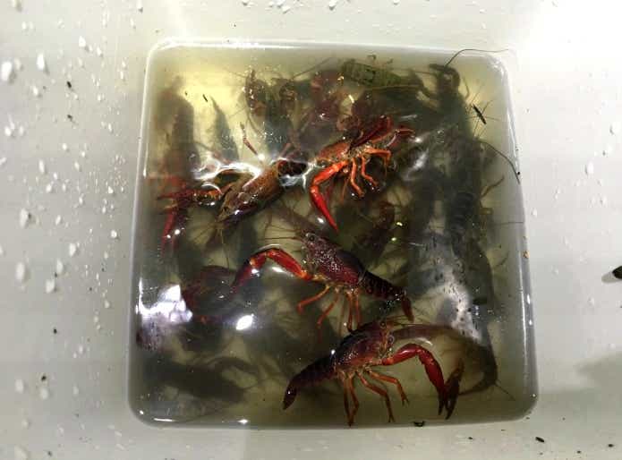 アメリカザリガニ釣り餌の販売も禁止